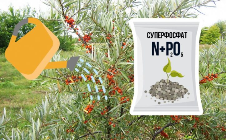 Come e cosa nutrire l'olivello spinoso in estate: una guida per i giardinieri alle prime armi