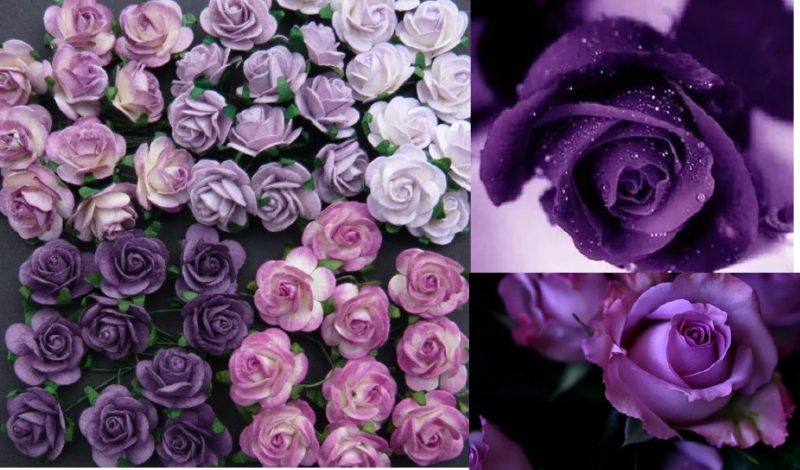 Cómo cultivar rosas moradas y qué variedades elegir.