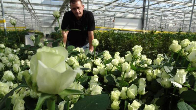 De beste winterharde rozenvariëteiten die de hele zomer bloeien en kenmerken van hun teelt