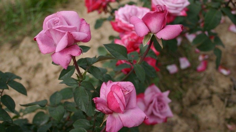 Cómo cultivar rosas moradas y qué variedades elegir.