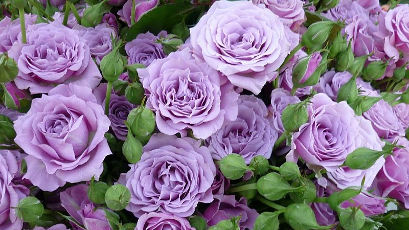 Cómo cultivar rosas moradas y qué variedades elegir.