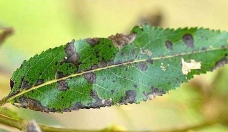 Kā noskaidrot, kāpēc smiltsērkšķu lapas vasarā dzeltēt un novērst problēmas cēloni