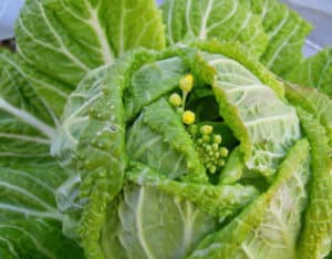 Hvordan finne ut at kinakål gjør seg klar til å blomstre, og hva du skal gjøre hvis dette skjer