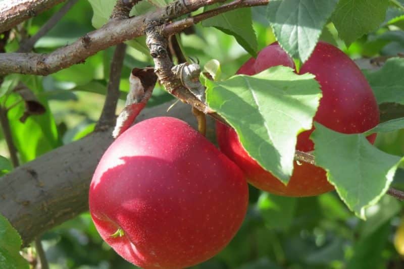 Schritt-für-Schritt-Anleitung zum Schneiden eines Apfelbaums im Sommer für Anfänger