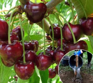 Una guia per replantar cireres a l'estiu per als jardiners principiants