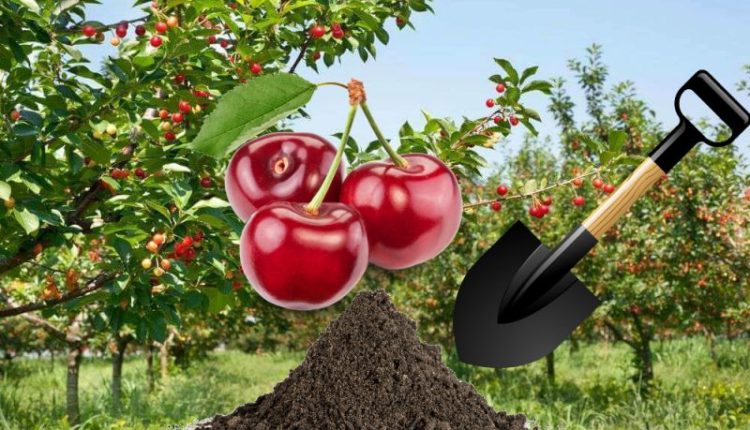 A guide to replanting cherries in summer for beginning gardeners