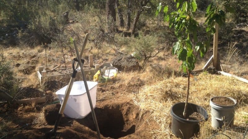 Um guia para replantar cerejas no verão para jardineiros iniciantes