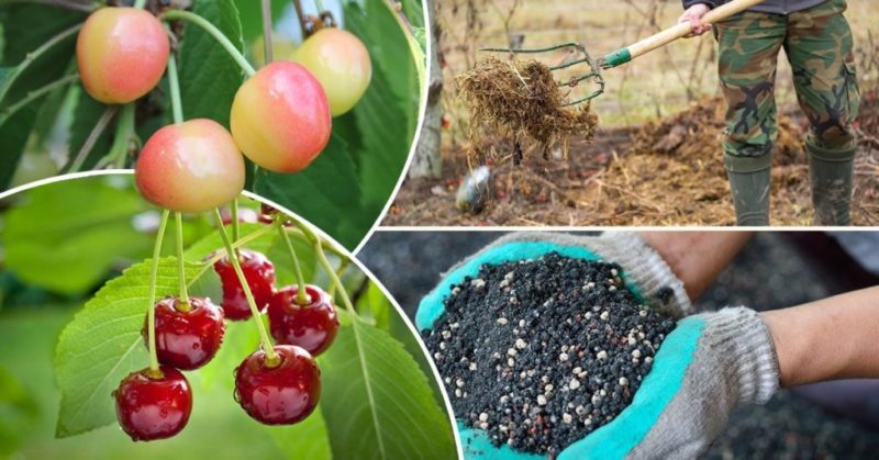 A guide to replanting cherries in summer for beginning gardeners