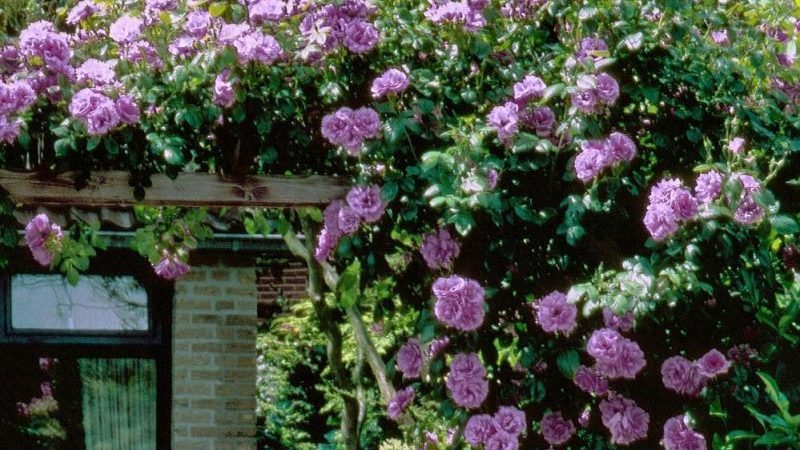 Cómo cultivar rosas moradas y qué variedades elegir.