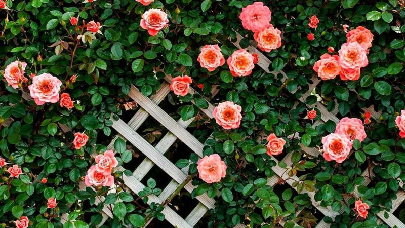 Les millors varietats de roses enfiladisses resistents a l'hivern que floreixen tot l'estiu