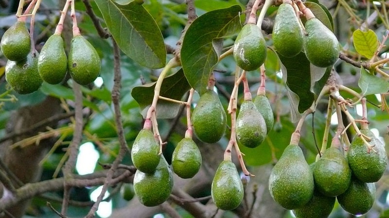 Bär en egenodlad avokado frukt eller inte?