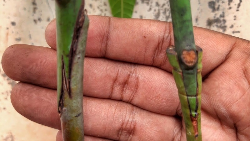 Nagbubunga ba ang isang home-grown avocado o hindi?