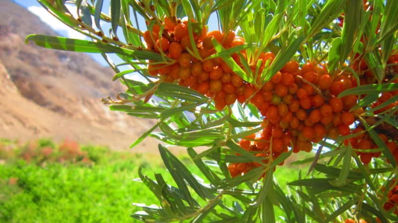 Paano malalaman kung bakit ang mga dahon ng sea buckthorn ay nagiging dilaw sa tag-araw at alisin ang sanhi ng problema