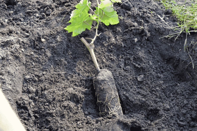 Stapsgewijze instructies voor het planten van druivenzaailingen in de zomer voor beginnende wijnbouwers