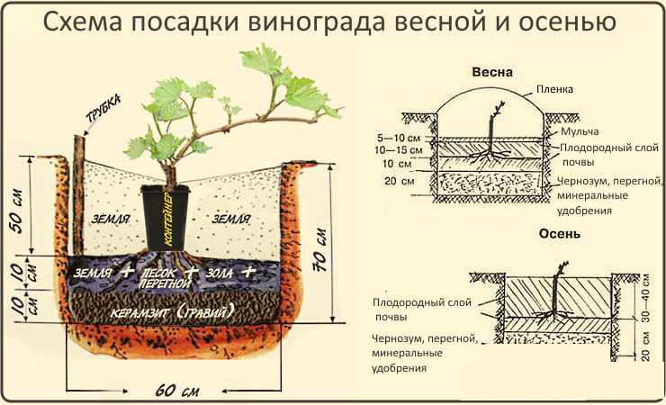 Soli pa solim instrukcijas vīnogu stādu stādīšanai vasarā iesācējiem vīnkopjiem