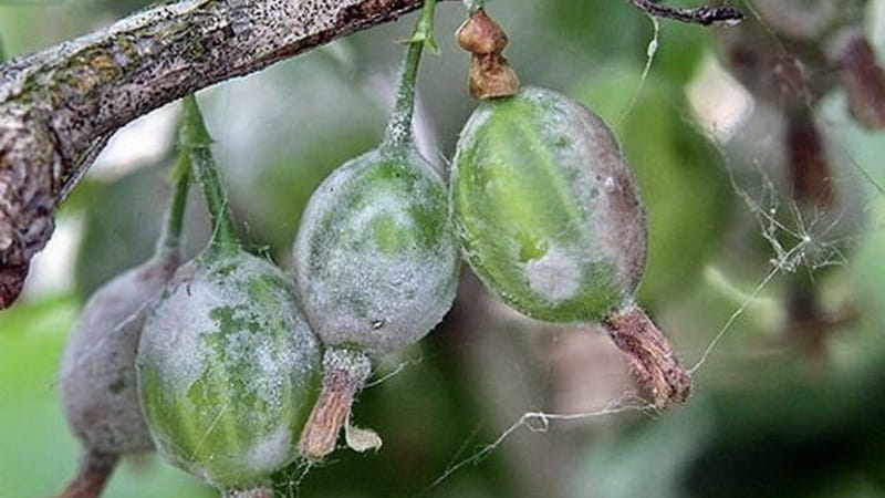 Mengapa salutan hitam muncul pada gooseberries, bagaimana dengan cepat membasuhnya dan adakah tumbuhan ini akan sembuh