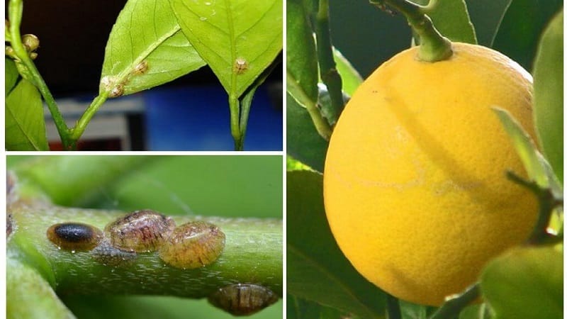 ¿Por qué aparecieron manchas pegajosas en el limón y qué hacer al respecto?