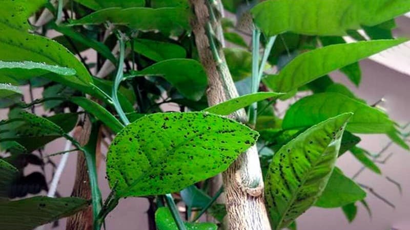 ¿Por qué aparecieron manchas pegajosas en el limón y qué hacer al respecto?