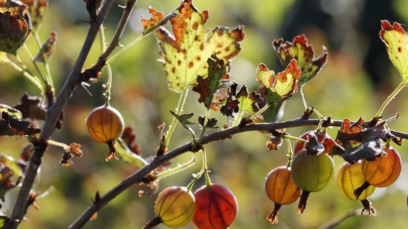 Why do gooseberries shed berries and leaves and how to deal with it