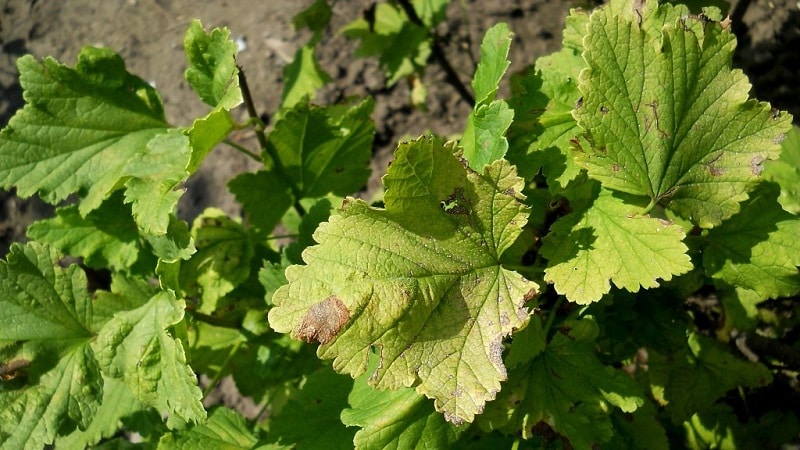 Why do gooseberries shed berries and leaves and how to deal with it