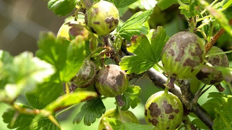 Perché l'uva spina perde bacche e foglie e come affrontarla