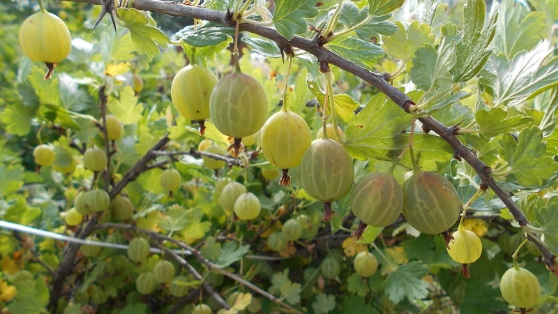 Cómo lidiar con la polilla de la grosella durante la maduración de la fruta y otros períodos.