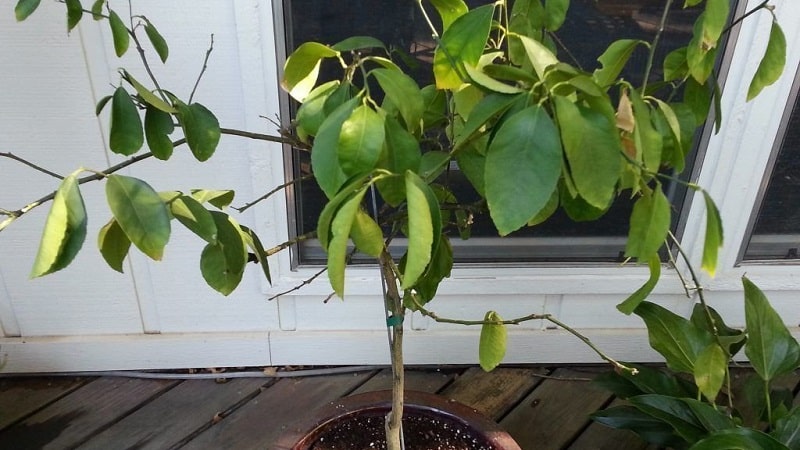 Why do lemon leaves dry around the edges and how to fix the problem?