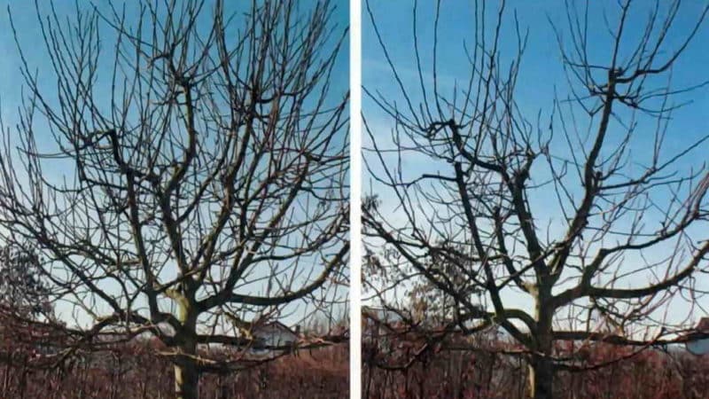 Instructions pas à pas pour la taille des pommiers au printemps pour les jardiniers débutants