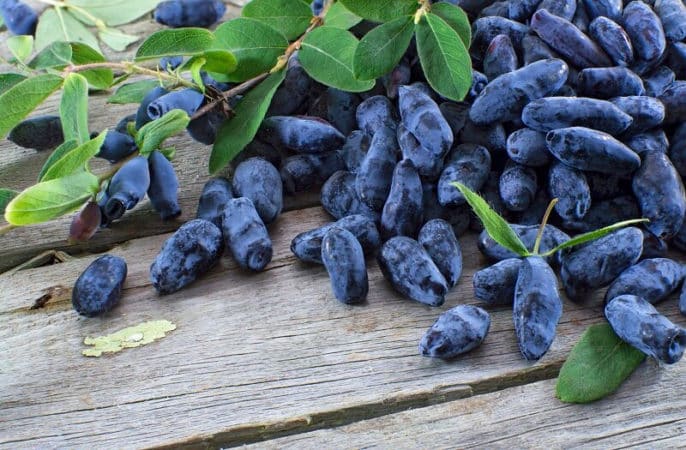 Cómo y qué alimentar a la madreselva después de la cosecha, cómo aplicar fertilizantes correctamente.