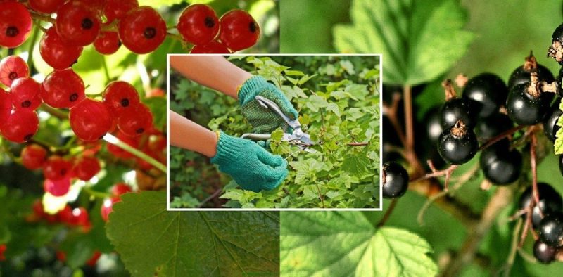 Come e cosa nutrire il ribes dopo la raccolta a luglio