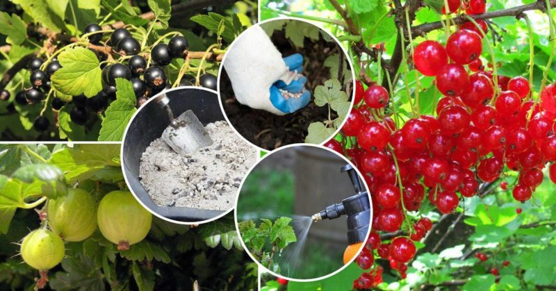 Come e cosa nutrire il ribes dopo la raccolta a luglio