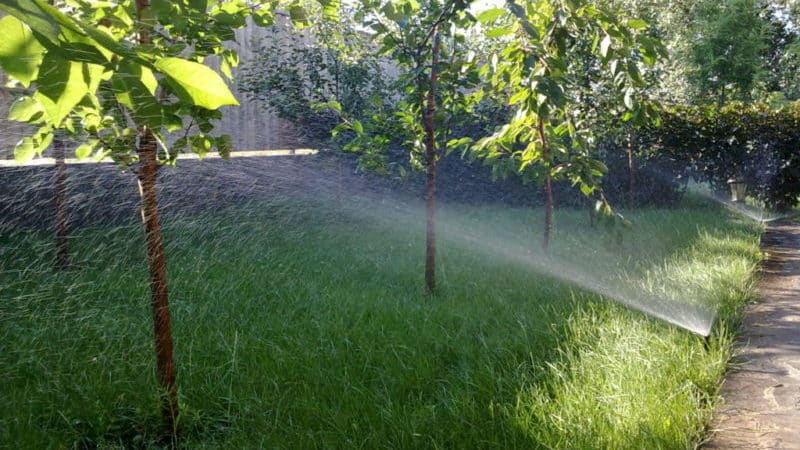 Com regar correctament les cireres a l'estiu: instruccions per als jardiners novells