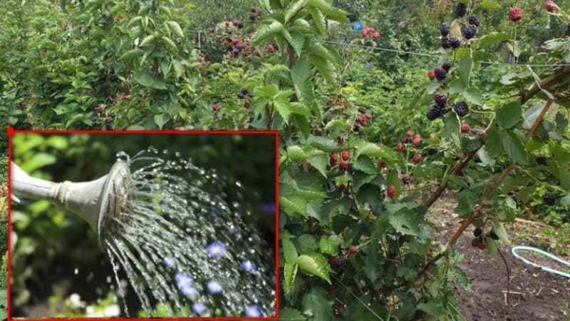 Sommer Blackberry Care Guide til en fantastisk høst