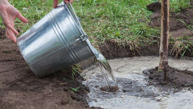 Paano maayos na tubig ang mga cherry sa tag-araw: mga tagubilin para sa mga baguhan na hardinero