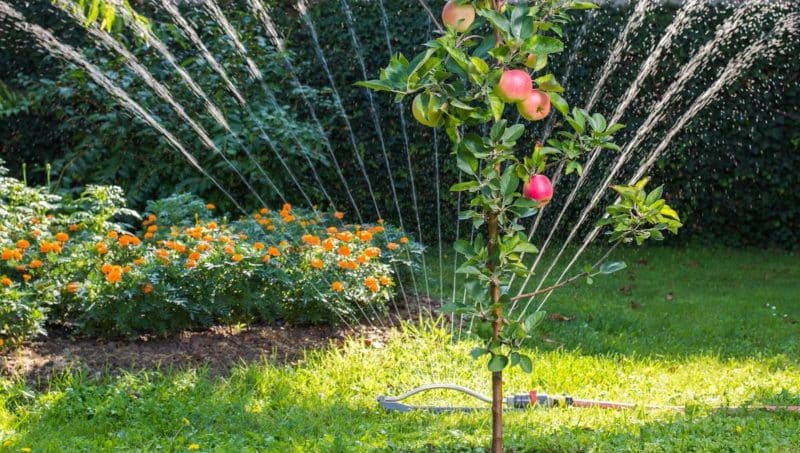 Wanneer, in welke hoeveelheid en hoe appelbomen water te geven in de zomer