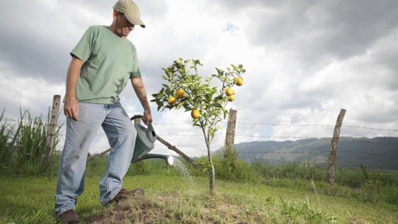 Wanneer, in welke hoeveelheid en hoe appelbomen water te geven in de zomer