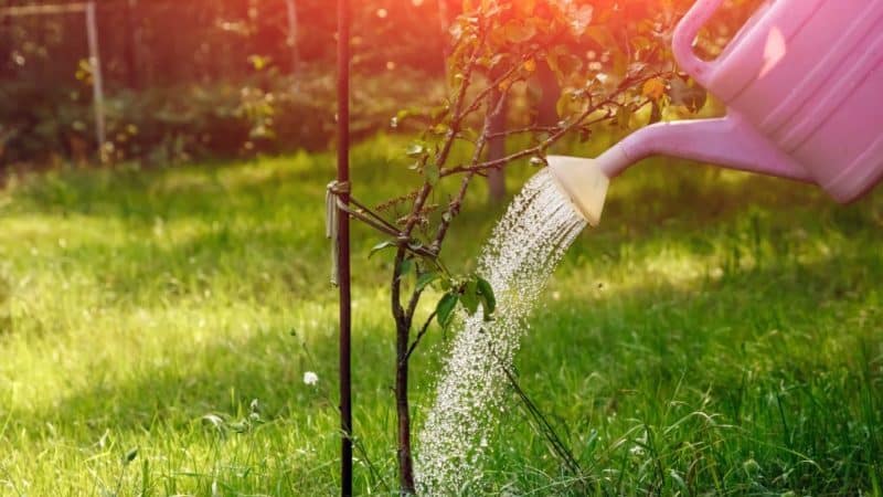 Wann, in welcher Menge und wie man Apfelbäume im Sommer gießt