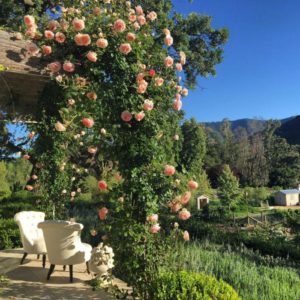 Les millors varietats de roses enfiladisses resistents a l'hivern que floreixen tot l'estiu