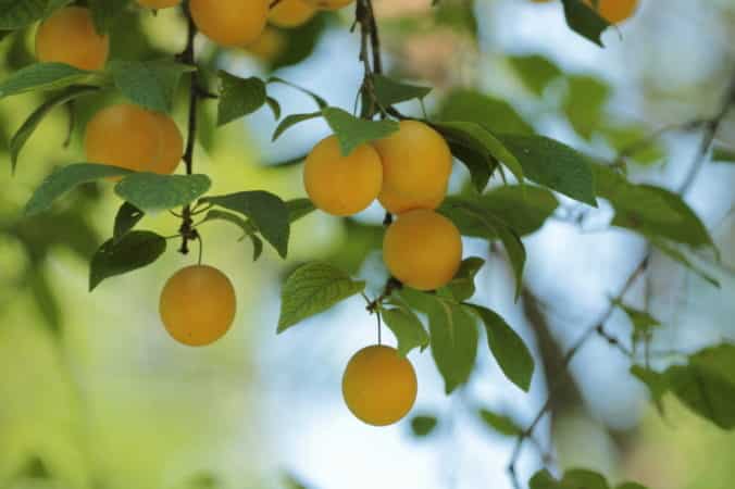 Règles de propagation des boutures de prunier cerisier en été et étapes de croissance d'un arbre à partir d'une brindille