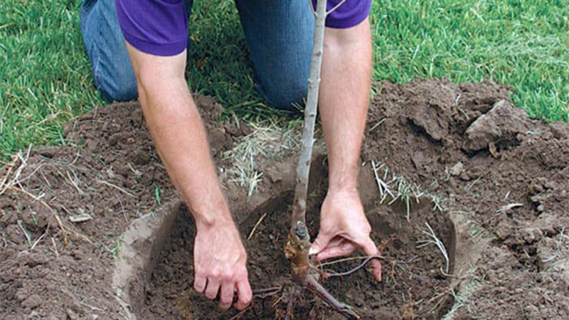 Schritt-für-Schritt-Anleitung zum Pflanzen eines Apfelbaums mit geschlossenen Wurzeln im Sommer