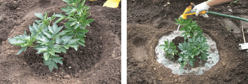 Instruccions pas a pas per plantar peònies a terra a l'estiu per als jardiners principiants