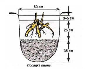 Instrucciones paso a paso para plantar peonías en el suelo en verano para jardineros principiantes.