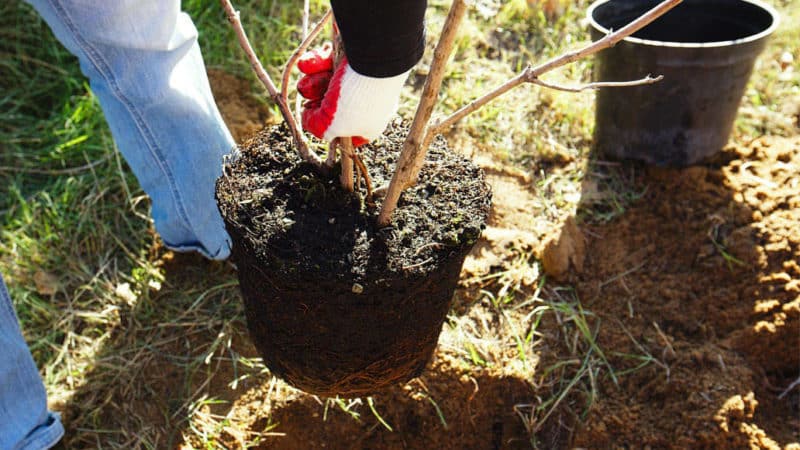 Schritt-für-Schritt-Anleitung zum Pflanzen eines Apfelbaums mit geschlossenen Wurzeln im Sommer