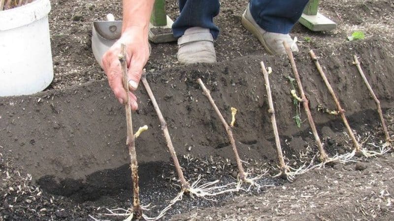 Wanneer (in welke maand) en hoe druiven uit stekken te planten