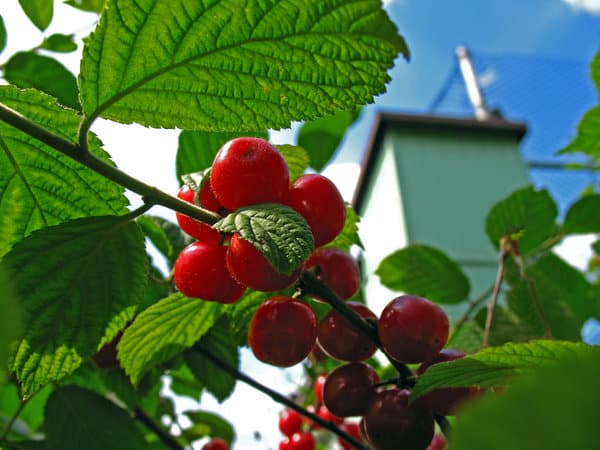 Lépésről lépésre útmutató a nemezcseresznyefák nyári metszéséhez kezdőknek.