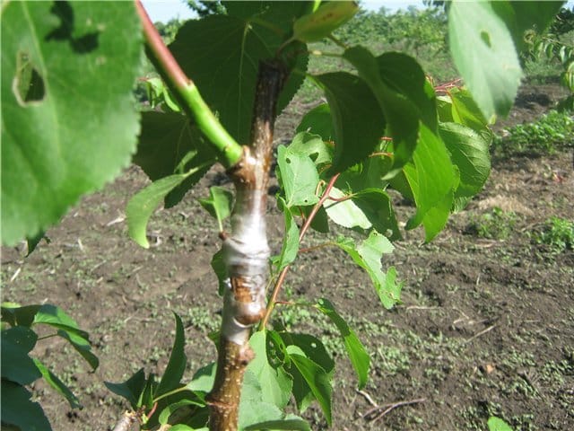 How to properly vaccinate an apricot in the summer with your own hands