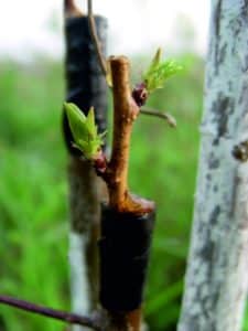 How to properly vaccinate an apricot in the summer with your own hands