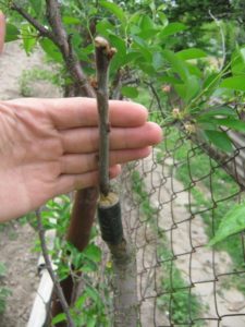 How to properly vaccinate an apricot in the summer with your own hands