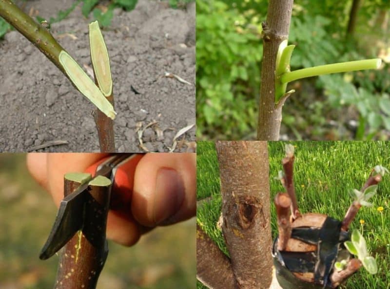 Instructies voor tuinders: in de zomer een appelboom enten met verse takken in fasen op verschillende manieren