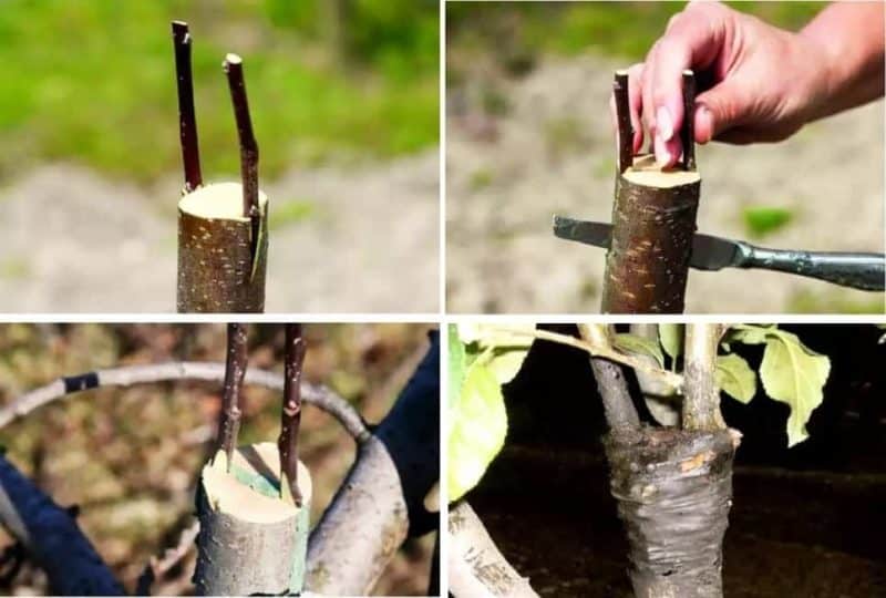 Instructies voor tuinders: in de zomer een appelboom enten met verse takken in fasen op verschillende manieren